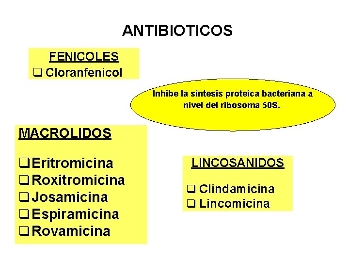 ANTIBIOTICOS FENICOLES q Cloranfenicol Inhibe la síntesis proteica bacteriana a nivel del ribosoma 50