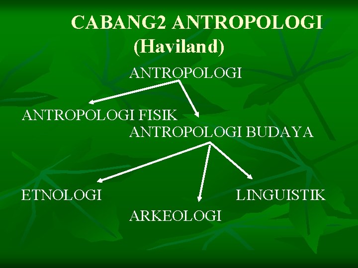 CABANG 2 ANTROPOLOGI (Haviland) ANTROPOLOGI FISIK ANTROPOLOGI BUDAYA ETNOLOGI LINGUISTIK ARKEOLOGI 
