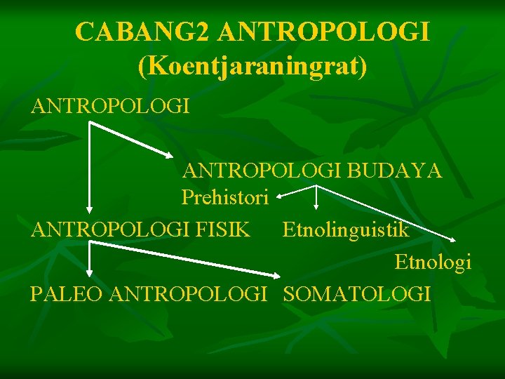 CABANG 2 ANTROPOLOGI (Koentjaraningrat) ANTROPOLOGI BUDAYA Prehistori ANTROPOLOGI FISIK Etnolinguistik Etnologi PALEO ANTROPOLOGI SOMATOLOGI
