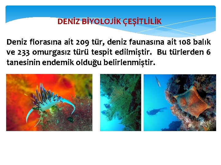 DENİZ BİYOLOJİK ÇEŞİTLİLİK Deniz florasına ait 209 tür, deniz faunasına ait 108 balık ve