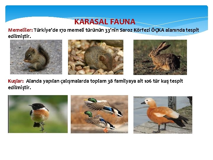 KARASAL FAUNA Memeliler: Türkiye’de 170 memeli türünün 33’nin Saroz Körfezi ÖÇKA alanında tespit edilmiştir.