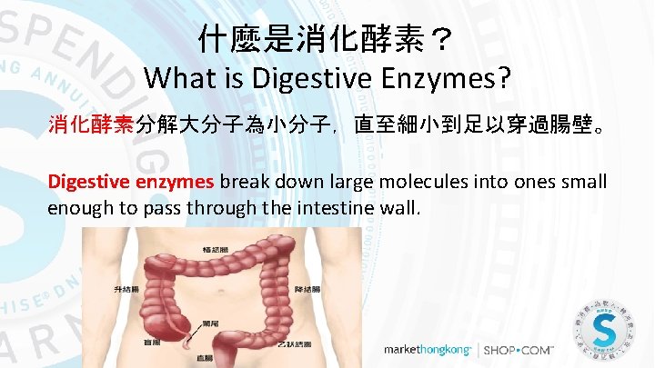 什麼是消化酵素？ What is Digestive Enzymes? 消化酵素分解大分子為小分子，直至細小到足以穿過腸壁。 Digestive enzymes break down large molecules into ones