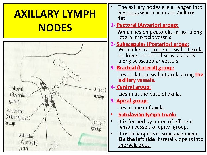 AXILLARY LYMPH NODES • The axillary nodes are arranged into 5 groups which lie