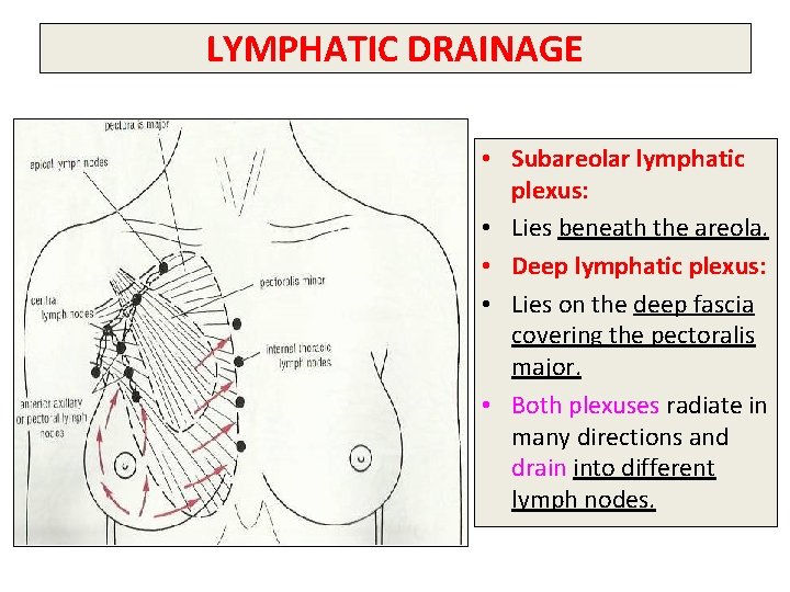 LYMPHATIC DRAINAGE • Subareolar lymphatic plexus: • Lies beneath the areola. • Deep lymphatic