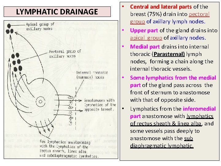 LYMPHATIC DRAINAGE • Central and lateral parts of the breast (75%) drain into pectoral