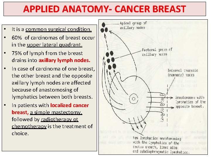 APPLIED ANATOMY- CANCER BREAST • It is a common surgical condition. • 60% of