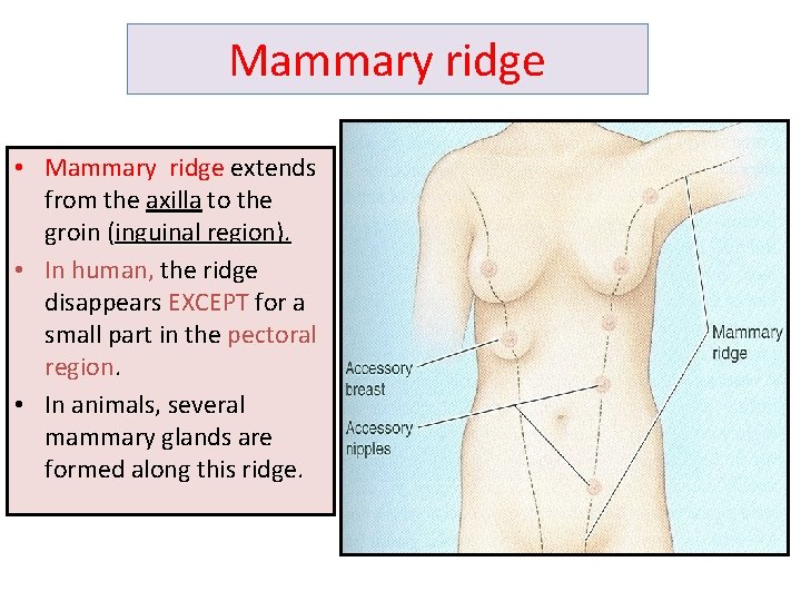 Mammary ridge • Mammary ridge extends from the axilla to the groin (inguinal region).
