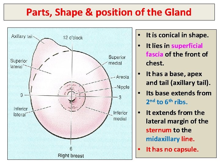 Parts, Shape & position of the Gland • It is conical in shape. •