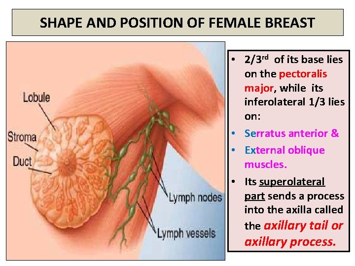 SHAPE AND POSITION OF FEMALE BREAST • 2/3 rd of its base lies on