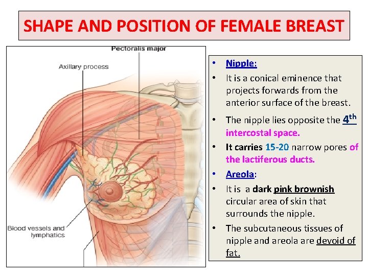 SHAPE AND POSITION OF FEMALE BREAST • Nipple: • It is a conical eminence