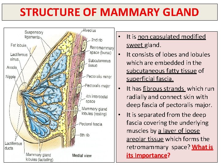 STRUCTURE OF MAMMARY GLAND • It is non capsulated modified sweet gland. • It