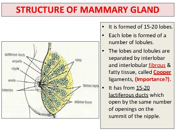 STRUCTURE OF MAMMARY GLAND • It is formed of 15 -20 lobes. • Each