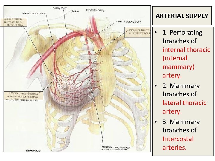 ARTERIAL SUPPLY • 1. Perforating branches of internal thoracic (internal mammary) artery. • 2.