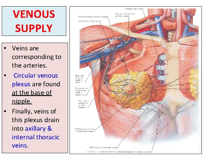 VENOUS SUPPLY • Veins are corresponding to the arteries. • Circular venous plexus are