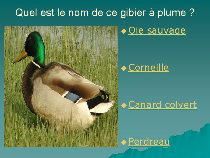 Quel est le nom de ce gibier à plume ? u Oie sauvage u