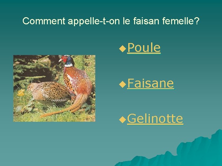 Comment appelle-t-on le faisan femelle? u. Poule u. Faisane u. Gelinotte 