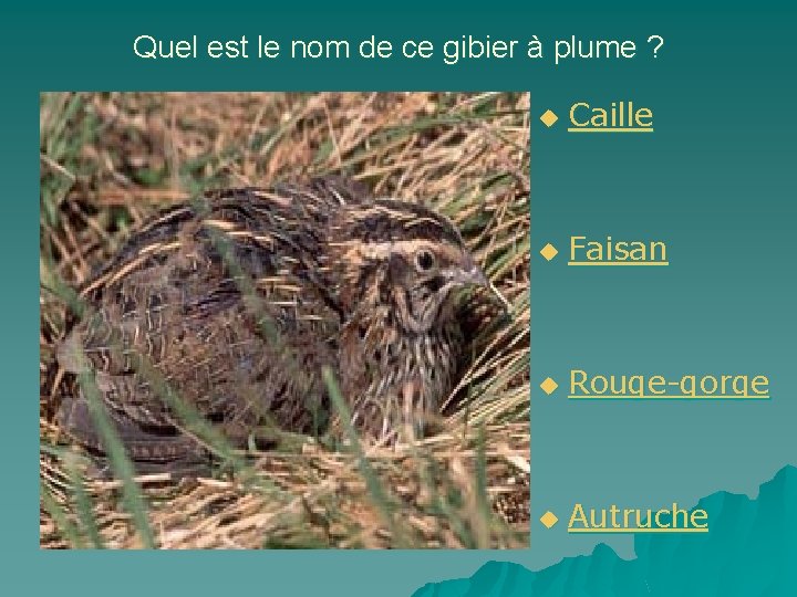 Quel est le nom de ce gibier à plume ? u Caille u Faisan