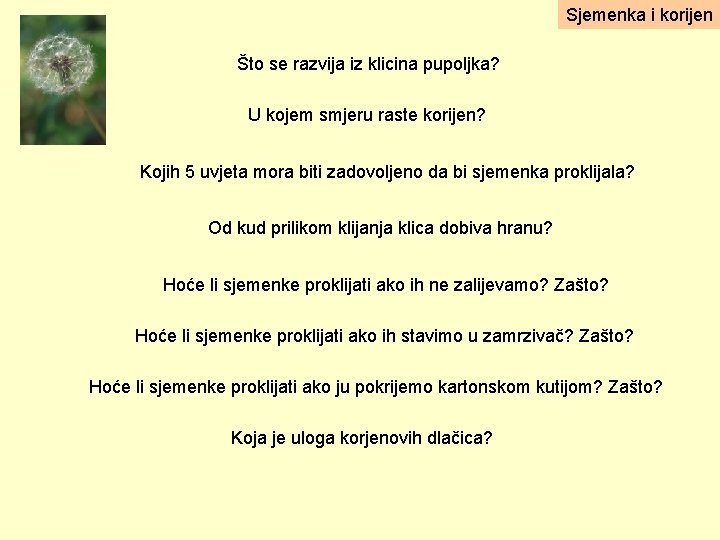 Sjemenka i korijen Što se razvija iz klicina pupoljka? U kojem smjeru raste korijen?