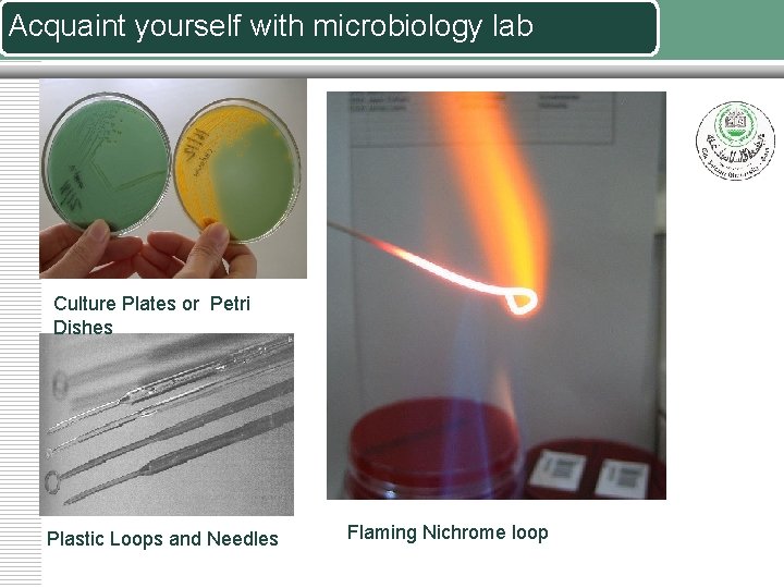 Acquaint yourself with microbiology lab Culture Plates or Petri Dishes Plastic Loops and Needles