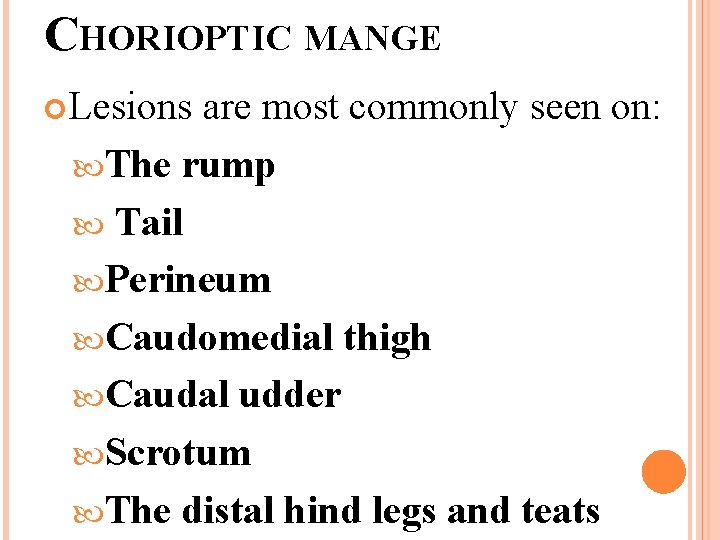 CHORIOPTIC MANGE Lesions are most commonly seen on: The rump Tail Perineum Caudomedial thigh
