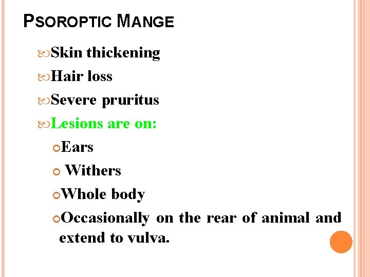 PSOROPTIC MANGE Skin thickening Hair loss Severe pruritus Lesions are on: Ears Withers Whole