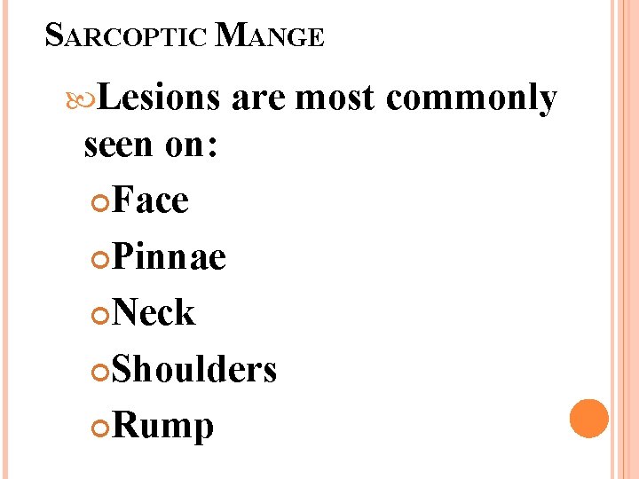 SARCOPTIC MANGE Lesions are most commonly seen on: Face Pinnae Neck Shoulders Rump 