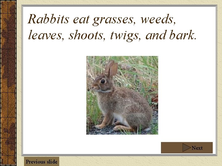 Rabbits eat grasses, weeds, leaves, shoots, twigs, and bark. Next Previous slide 