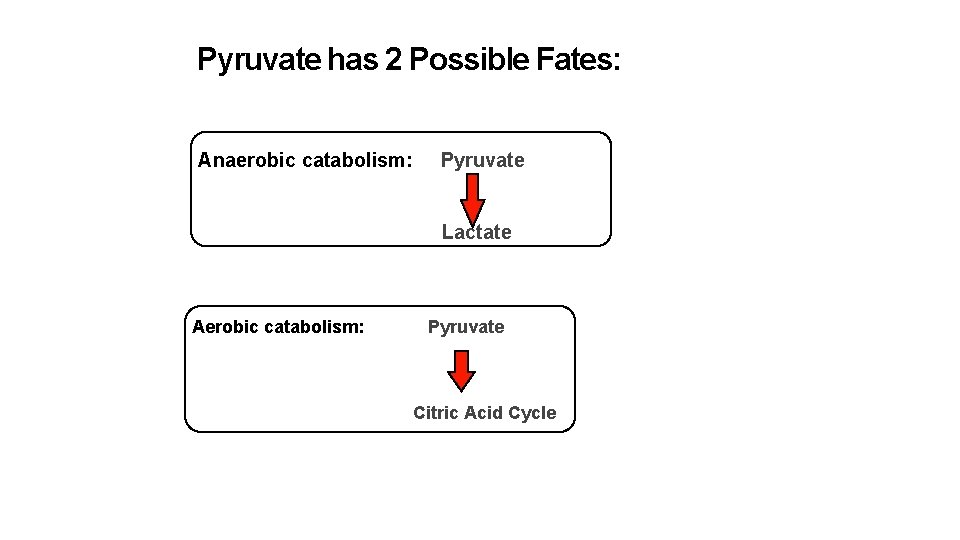 Pyruvate has 2 Possible Fates: Anaerobic catabolism: Pyruvate Lactate Aerobic catabolism: Pyruvate Citric Acid