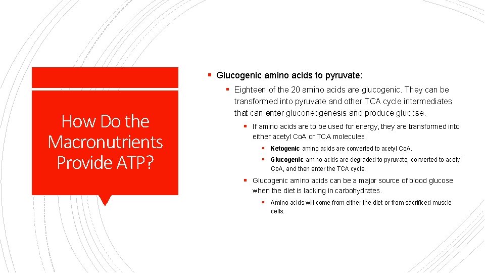 § Glucogenic amino acids to pyruvate: § Eighteen of the 20 amino acids are