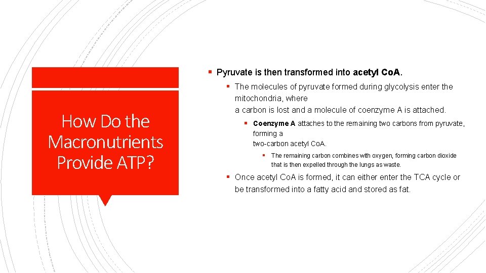 § Pyruvate is then transformed into acetyl Co. A. § The molecules of pyruvate