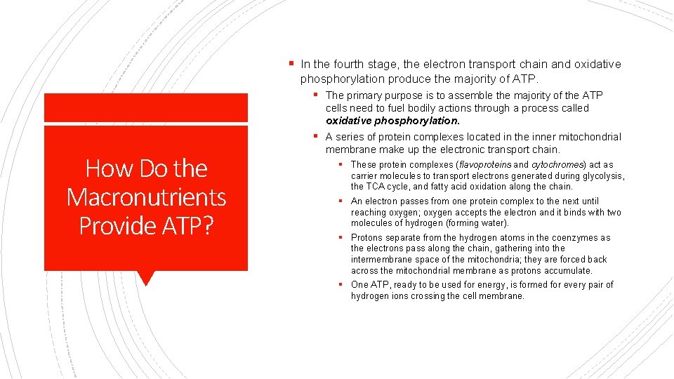 § In the fourth stage, the electron transport chain and oxidative phosphorylation produce the