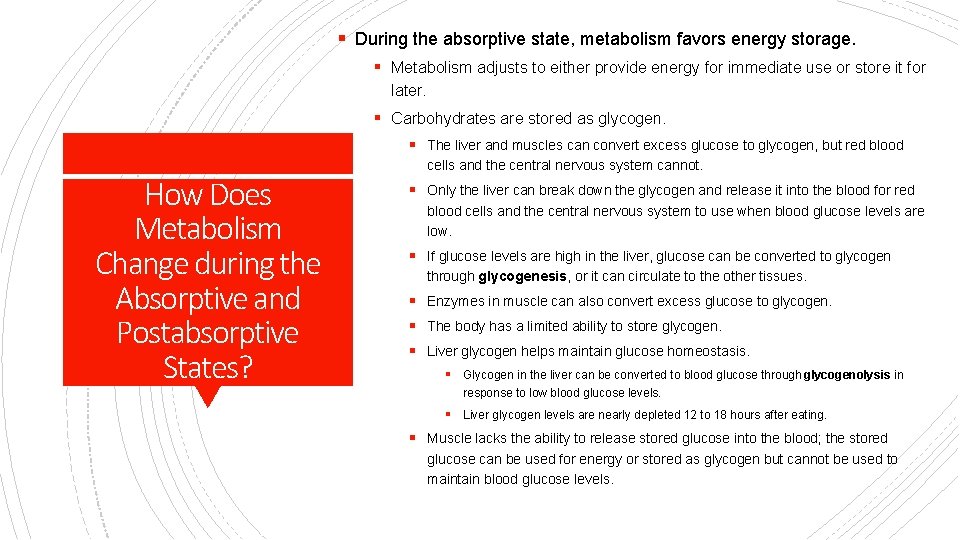 § During the absorptive state, metabolism favors energy storage. § Metabolism adjusts to either