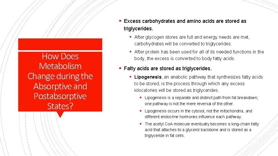 § Excess carbohydrates and amino acids are stored as triglycerides. § After glycogen stores