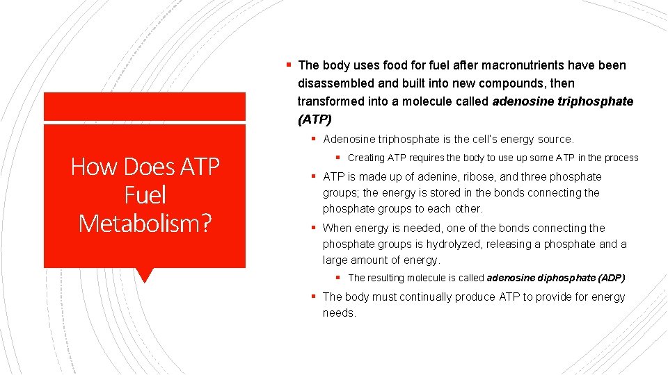 § The body uses food for fuel after macronutrients have been disassembled and built
