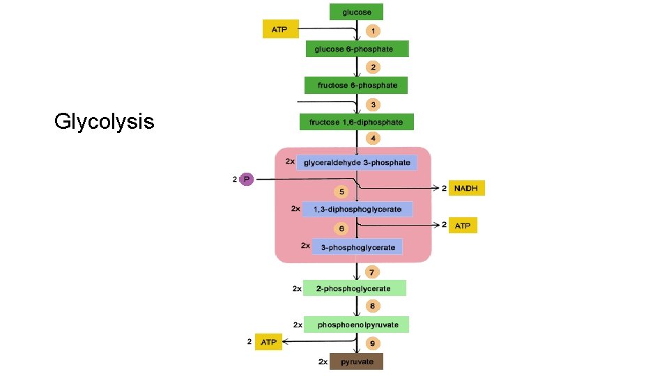 Glycolysis 