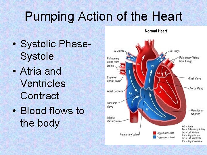 Pumping Action of the Heart • Systolic Phase. Systole • Atria and Ventricles Contract Pumping Action of the Heart • Systolic Phase. Systole • Atria and Ventricles Contract