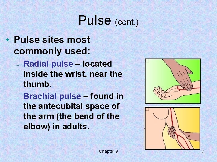 Pulse (cont. ) • Pulse sites most commonly used: – – Radial pulse – Pulse (cont. ) • Pulse sites most commonly used: – – Radial pulse –
