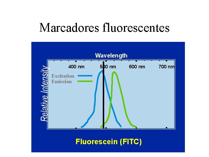 Marcadores fluorescentes Wavelength 400 nm 500 nm 600 nm Excitation Emission Fluorescein (FITC) 700
