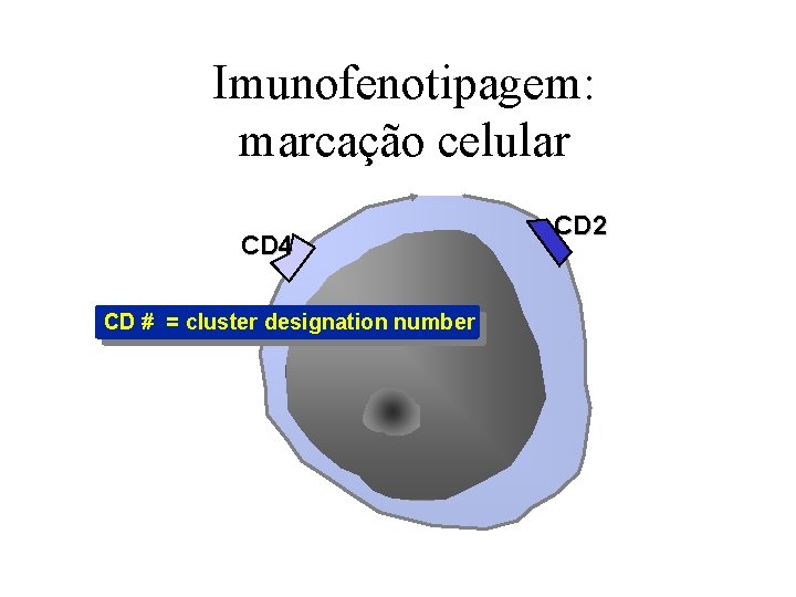 Imunofenotipagem: marcação celular CD 4 CD # = cluster designation number CD 2 