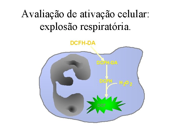 Avaliação de ativação celular: explosão respiratória. DCFH-DA DCFH DCF H 2 O 2 