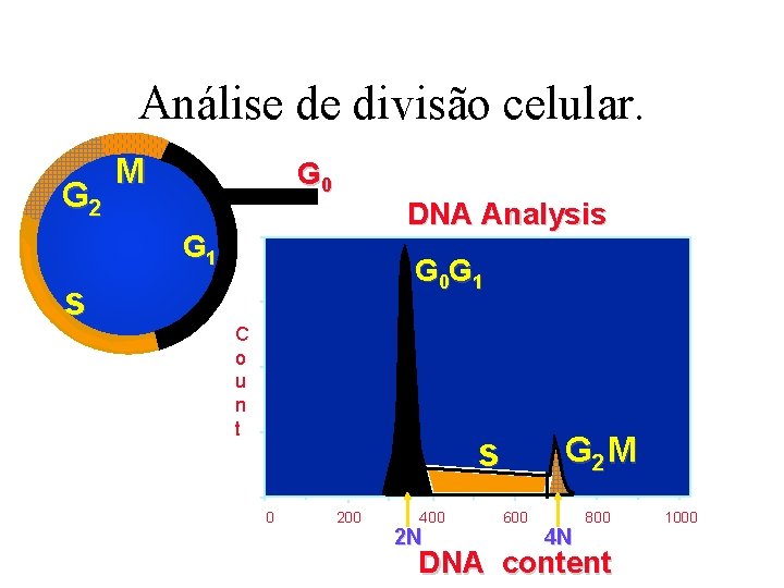 Análise de divisão celular. G 2 M G 0 DNA Analysis G 1 s