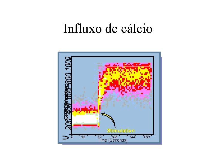 Influxo de cálcio Stimulation 0 36 72 108 Time (Seconds) 144 180 