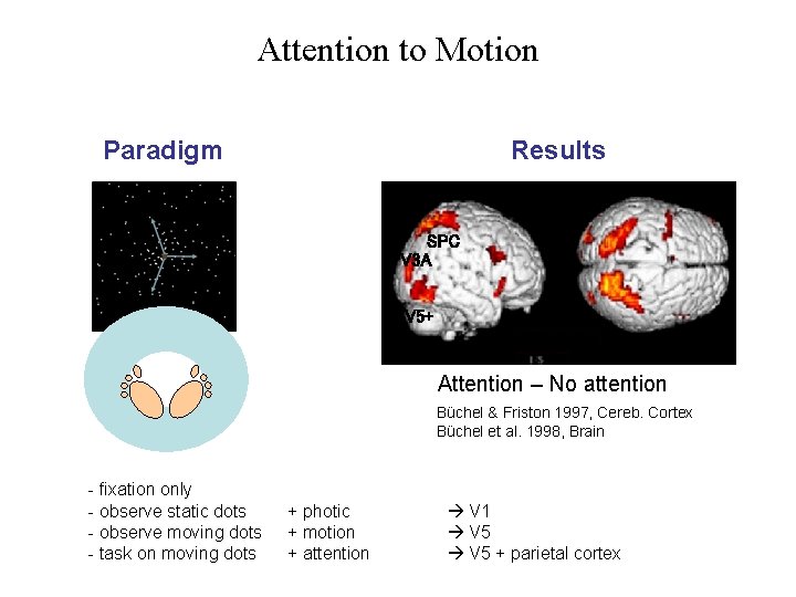 Attention to Motion Paradigm Results SPC V 3 A V 5+ Attention – No