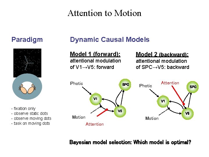 Attention to Motion Paradigm Dynamic Causal Models Model 1 (forward): Model 2 (backward): attentional