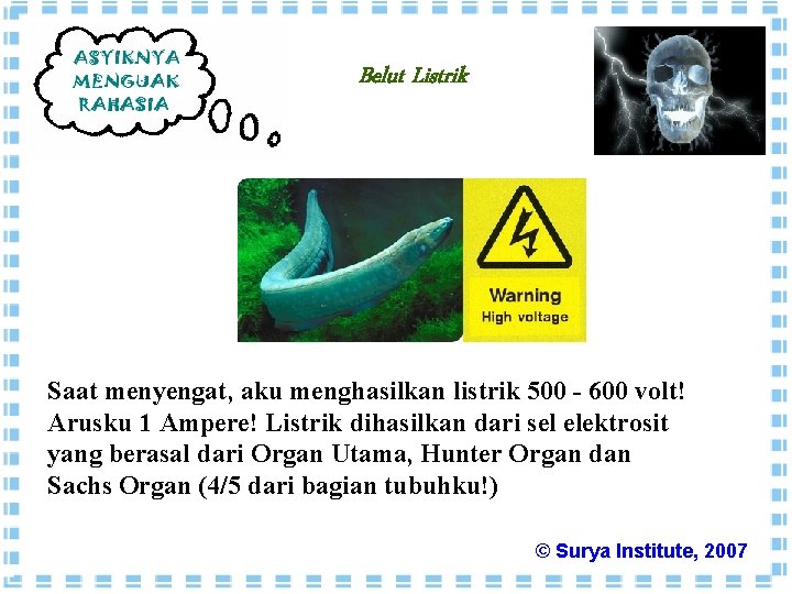 Belut Listrik Saat menyengat, aku menghasilkan listrik 500 - 600 volt! Arusku 1 Ampere!