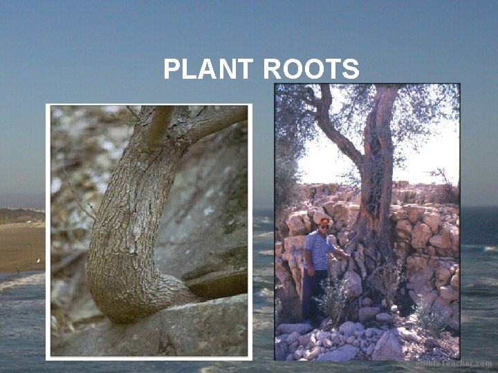 PLANT ROOTS 