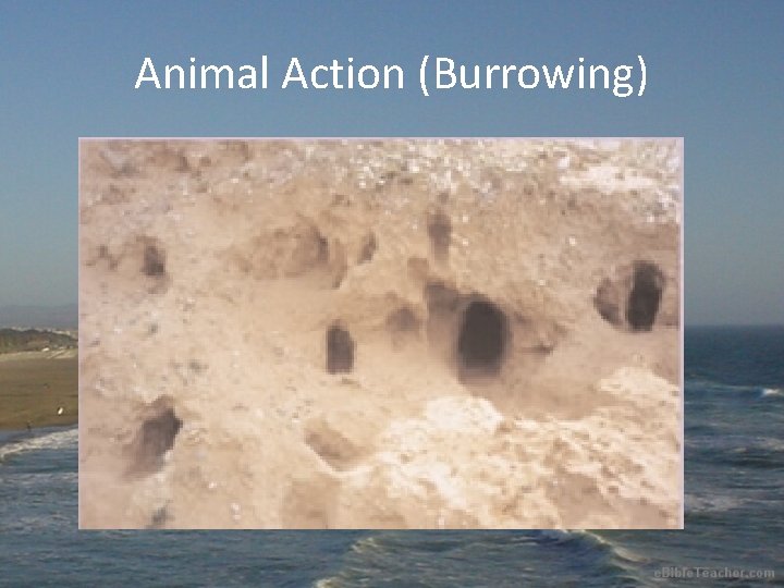 Animal Action (Burrowing) 