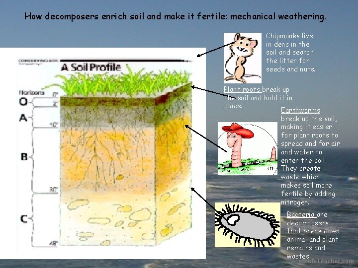 How decomposers enrich soil and make it fertile: mechanical weathering. Chipmunks live in dens
