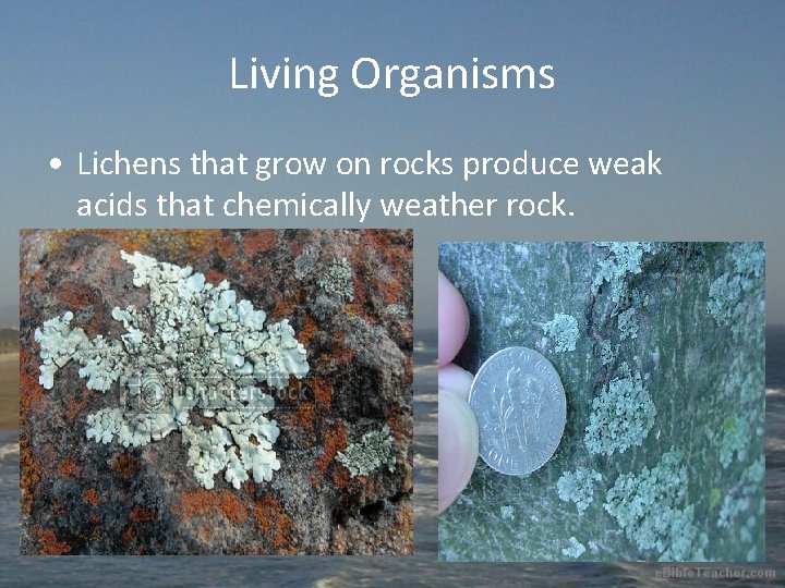 Living Organisms • Lichens that grow on rocks produce weak acids that chemically weather