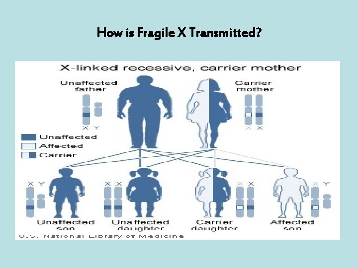 How is Fragile X Transmitted? 